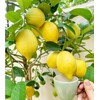 Generic 30pcs Perfume Lemon Seeds - Grow Your Own Bonsai