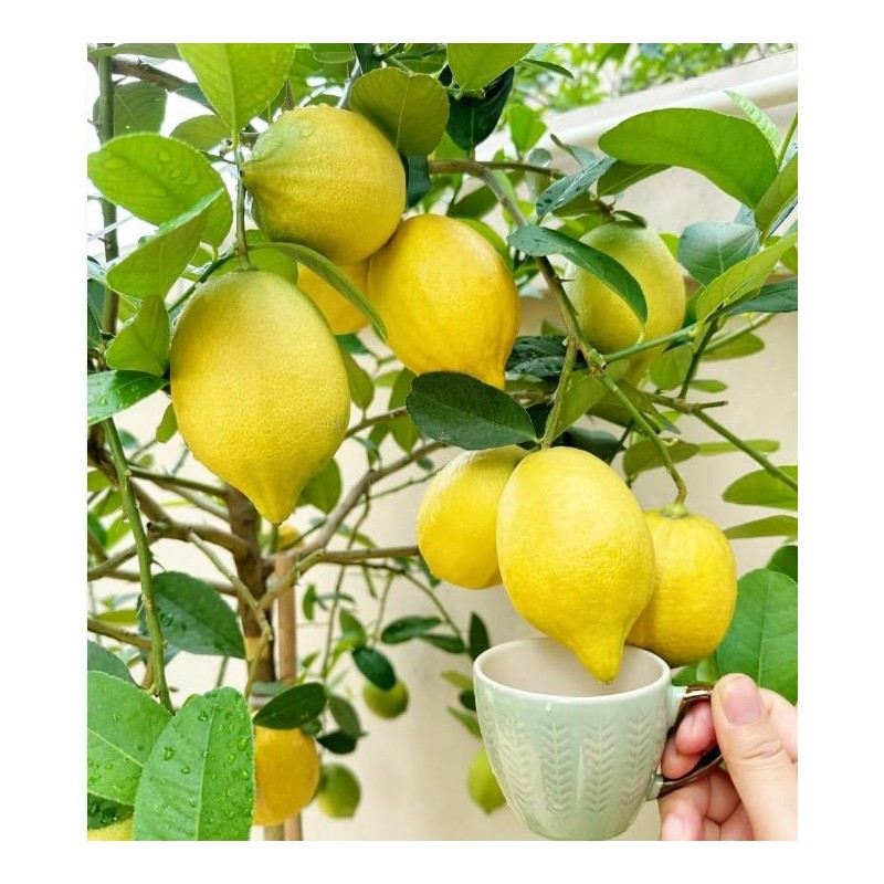 Generic 30pcs Perfume Lemon Seeds - Grow Your Own Bonsai