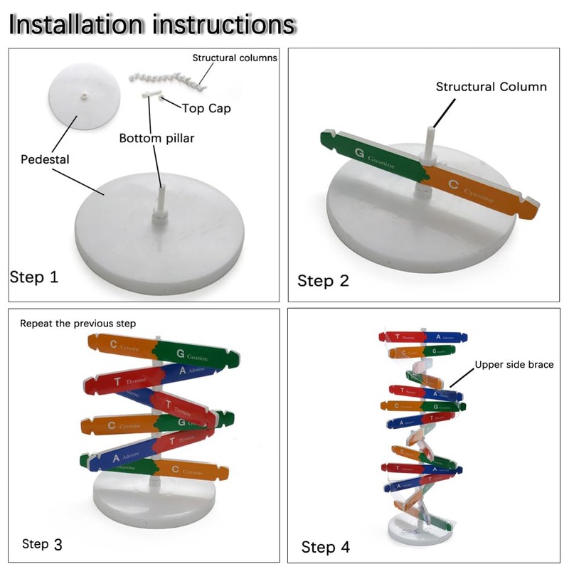 DHinkyoung DNA Model Double Helix Model Component Human Genes DNA