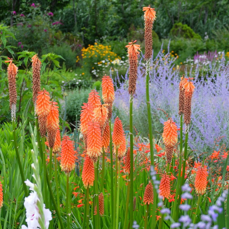 Outsidepride Kniphofia Uvaria Red Hot Poker Garden Flower Plants -