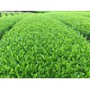 2024 New Tea Ureshino Tea Wakamidori (3.5 oz (100 g)