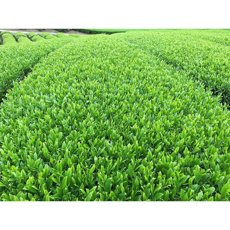 2024 New Tea Ureshino Tea Wakamidori (3.5 oz (100 g)
