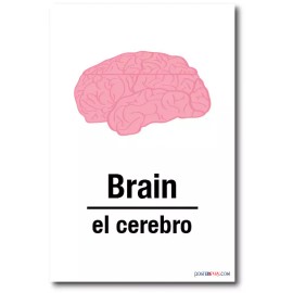 PosterEnvy El Cerebro - Brain In Spanish - NEW Foreign Language Educational POSTER