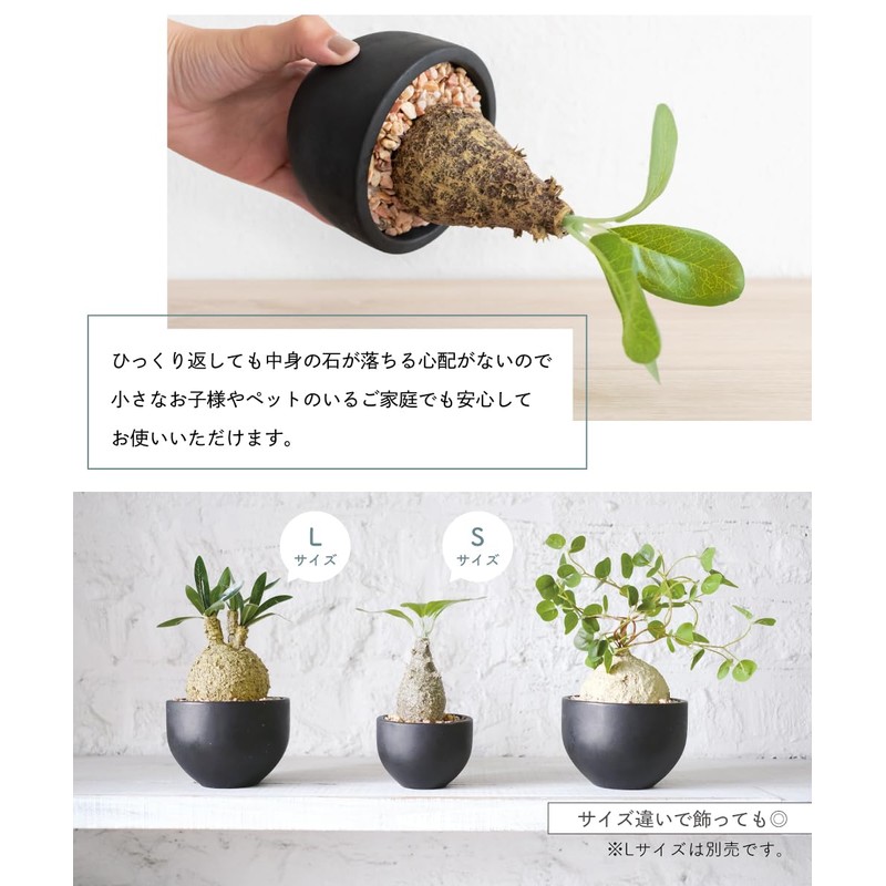 Fake Green Glacilis Codex Eklia Greenery Life Deodorizing Artificial Green