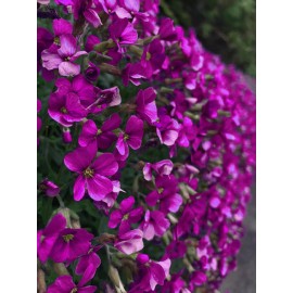 150 Rock Cress Seeds Aubrieta Cascading Purple Flowers - Perennial Ground Cover