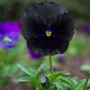 Outsidepride Black Pansy Flower Seed - 2000 Seeds