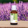 Cloud Bud Cloud Bud Pure Lavender Essential Oil 50ml 1.69oz