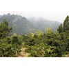 Stoneleigh Coffee – Premium 100 Grade A Jamaica Blue Mountain