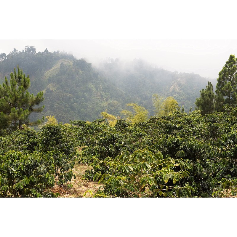 Stoneleigh Coffee – Premium 100 Grade A Jamaica Blue Mountain