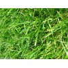 SeedRanch Argentine Bahia Grass Seeds - 2 Lbs.