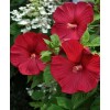 Tallulah's Gardens Honeymoon RED HARDY HIBISCUS~HEIRL