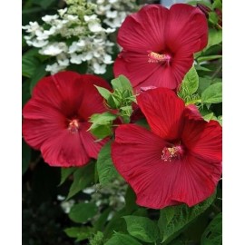 Tallulah's Gardens Honeymoon RED HARDY HIBISCUS~HEIRL