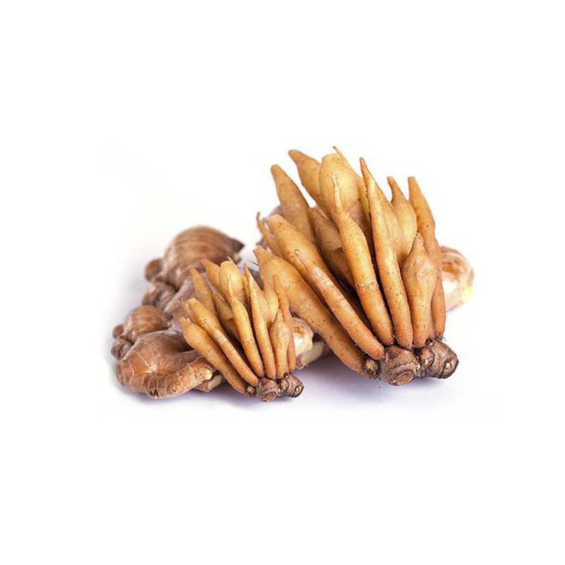 핑거루트 분말 가루 70g Fingerroot Powder 70g