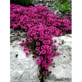 100 Red Creeping Thyme Seeds | Groundcover Seeds
