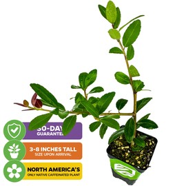 Dwarf Yaupon Holly Live Plant - Ilex by Wellspring Gardens - Caffeinated Tea Starter Plant - Outdoor Shrub Collection Garden and Landscape Decor - Perfect for Landscaping with Dwarf Shrubs and Bushes