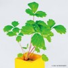 Indoor Growing Kit, Strawberry, Easy Growing Set, Growing with Plastic