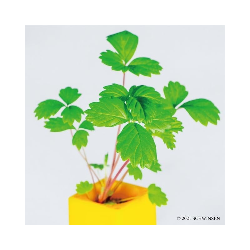 Indoor Growing Kit, Strawberry, Easy Growing Set, Growing with Plastic