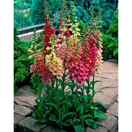 Foxglove Purple Mix Seeds – Digitalis Purpurea | Biennial/Perennial | Stunning Purple Blooms for Cottage Gardens & Borders