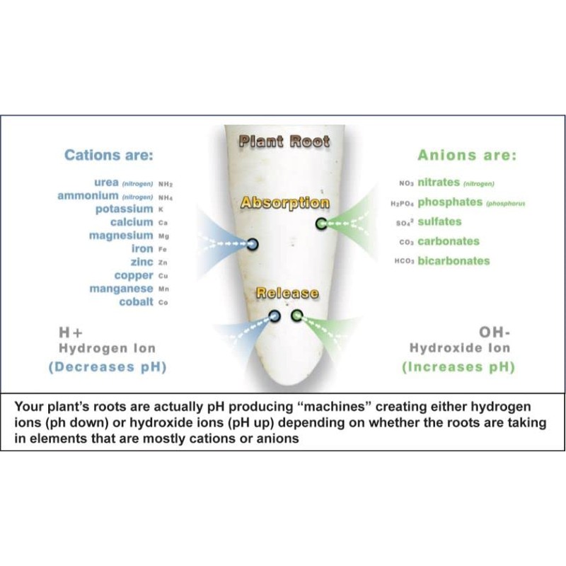 Advanced Nutrients Sensi Bloom Part A+B WSP Professional Series 25lbs