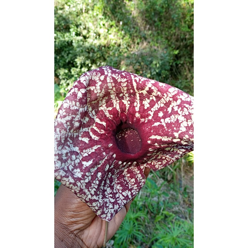 Nalego Duck Flowers Detox Tea | 1 Duck Flower |