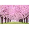 CZ Grain 25 Japanese Flowering Cherry Blossom Seeds