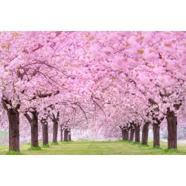 CZ Grain 25 Japanese Flowering Cherry Blossom Seeds