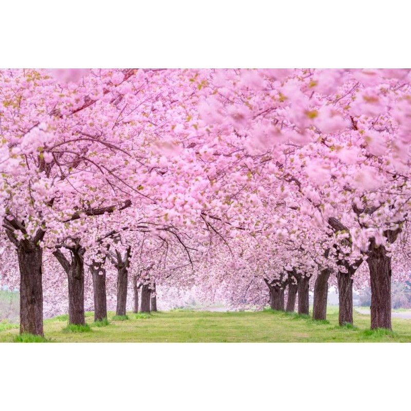 CZ Grain 25 Japanese Flowering Cherry Blossom Seeds