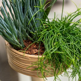 DARO DEKO Rattan Basket Bowl Diameter 25 x 11 cm Round with Insert Flower Pot Braided Storage Basket Planter Flower Basket