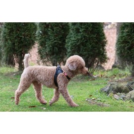 Curli Apple Leather Dog Harness Black XXXS