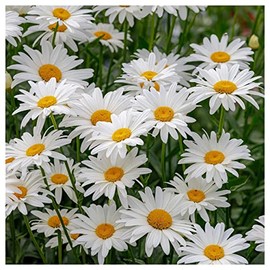 Everwilde Farms - 1 Lb Ox-Eye Daisy Wildflower Seeds - Gold Vault