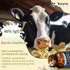 Totaria Health Calostro Bovino 1200 Mg 120 Cápsulas Sin Sabor