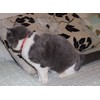 THAIN Cat Collar, Arabesque Collar, Includes Safety Buckle, Cute, Collar,