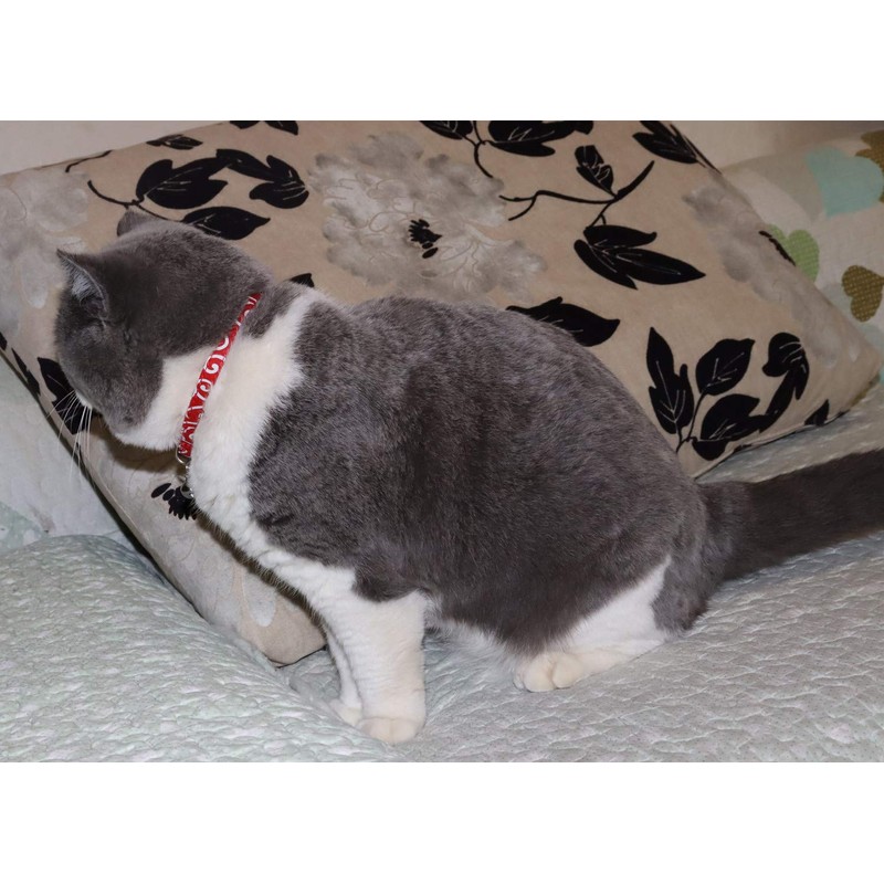 THAIN Cat Collar, Arabesque Collar, Includes Safety Buckle, Cute, Collar,