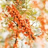 Weleda Sea Buckthorn Elixir