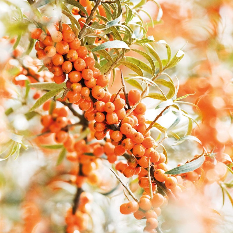 Weleda Sea Buckthorn Elixir