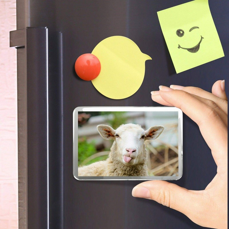 Funny Sheep Classic Fridge Magnet - Cheeky Lamb Farm Animal