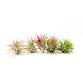 Air Plants Ionantha Mexican - Colors and Shape Varies Due to Seasonality-Live Tillandsia Succulent House Plants - Available in Wholesale and Bulk - Home and Garden Decor-Easy Care Plants (Pack of 5)