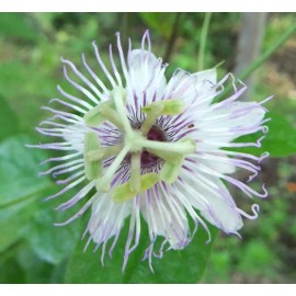 Buy Rare Seeds Passiflora foetida var. gossypifolia | Cottonleaf Passionflower | 5_Seeds