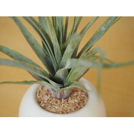 Cute Round Photocatalyst Houseplant