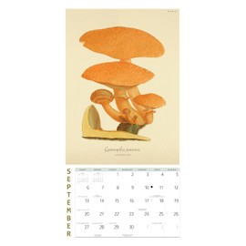 Mushroom Botanical Prints Mini Wall Calendar 2026 7" x 7"