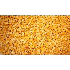 2 LB Pound Reid's Yellow Dent Field Corn Open Pollinated Non GMO Reids Lbs USA
