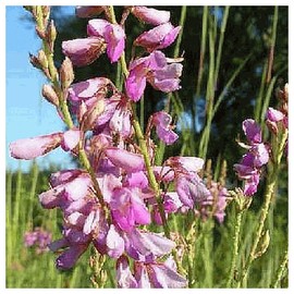 Everwilde Farms - 150 Showy Tick Trefoil Native Wildflower Seeds - Gold Vault Jumbo Seed Packet