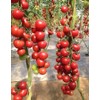 SeedsUP - 50+ Seeds Vine Tomato - Vegetable Red