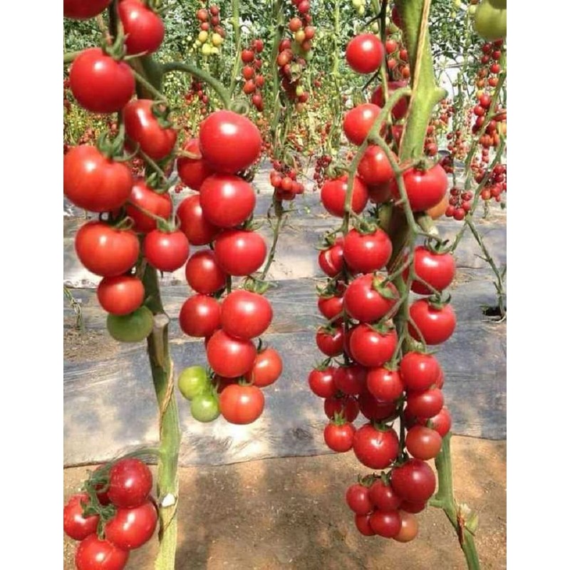 SeedsUP - 50+ Seeds Vine Tomato - Vegetable Red