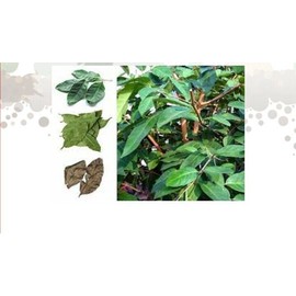 Handmade Indonesian Bay Leaf Daun Salam 1 oz