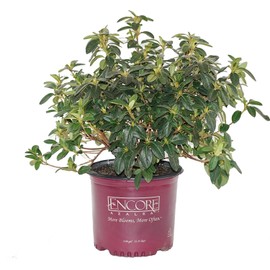 Azalea Encore Autumn Twist (Reblooming Azalea) Shrub, RB white/purple, #3 - Size Container