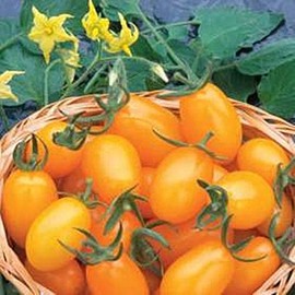 Golden Sweet Tomato Seed