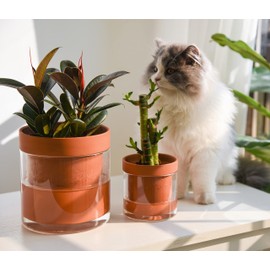 Phoenix Vine 4 Inch 6 Inch Self Watering Planter Pots, Terracotta Clay Pots with Glass Reservoir for Indoor Plants, Herbs, Flowers, 52-A-G