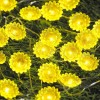 Impress Life Sunflower String Lights with Remote and Battery,Spring Decor