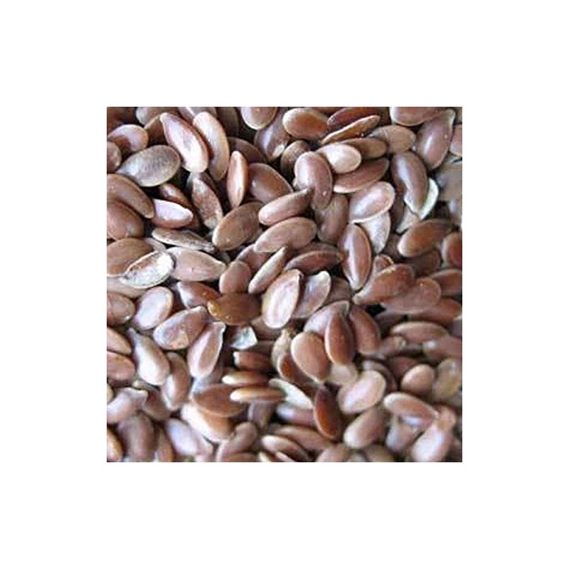 Golden Flax - 1 OZ ~6,000 Seeds - Non-GMO, Open